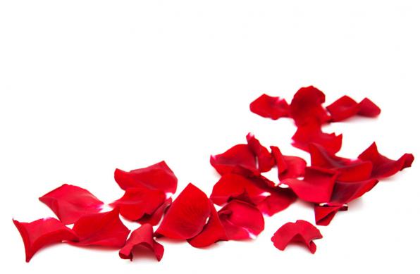 Do florists sell rose petals? 