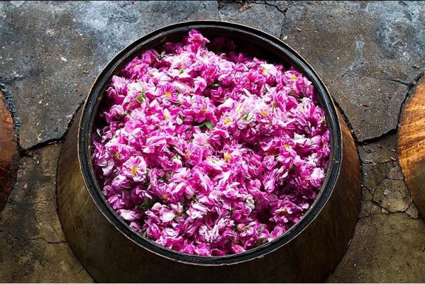 Can you make rose oil with dried petals?