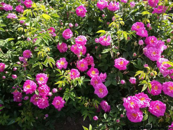 Rosa Damascena for Sale at reasonable price