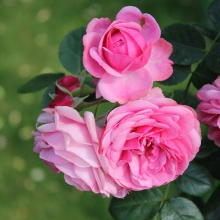 Affordable prices for damask roses in the market 