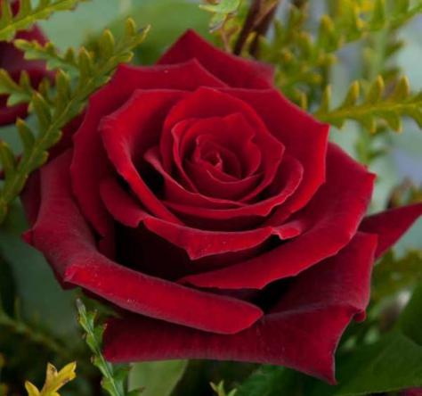 Find High Quality of damask roses at best price