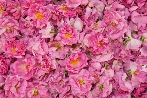 Wholesale price of damascena rose around the world