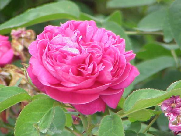 rosa damascena for sale