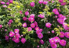 Main suppliers of damask rose plant