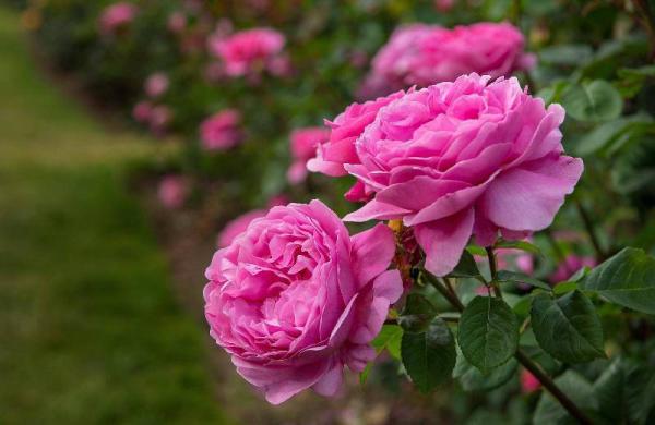  Persian rose flower selling perspective