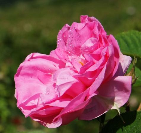 Persian rose flower import data