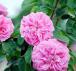 Damask Rose Plant Purchases and Bulk Price