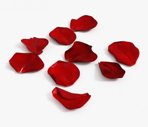 Rose Petal Manufacturers Wholesale 