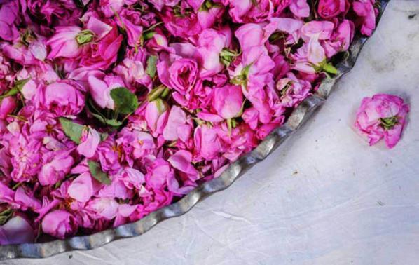 Dried Rose Petal Importers 2024