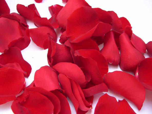 How to Keep Rose Petals Fresh ?