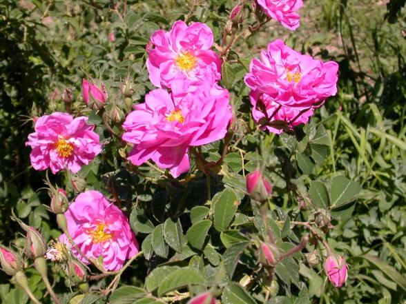 Demand and supply for damask rose plant at low price