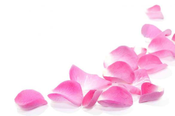 Pink Rose Petal For Sale	