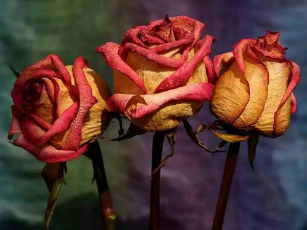 Drying Process of Roses