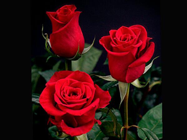 Latest Roses Wholesale Price