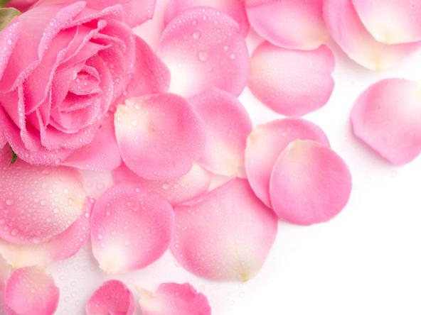 Buy dried rose petals in bulk at discounted prices