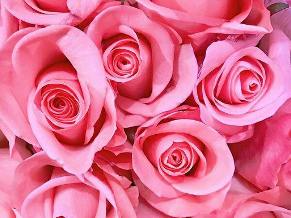 Pink Rose Bud Distribution centers	