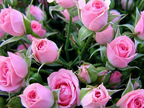 Pink Rose Bud popularity