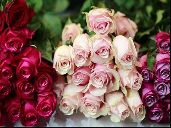 Newest Roses Wholesale Price