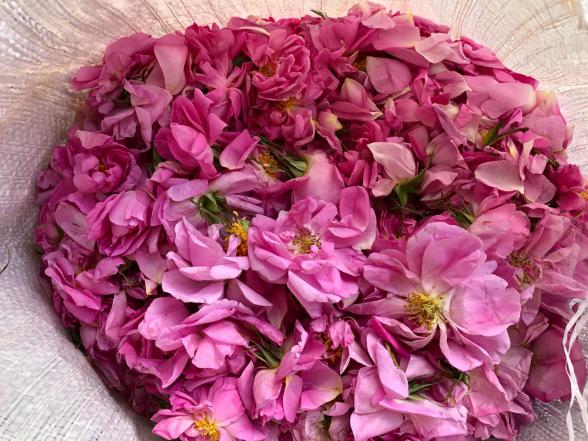 Top Organic Fresh Rose Petals Companies		