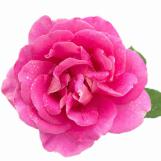 Organic Dried Roses Wholesale