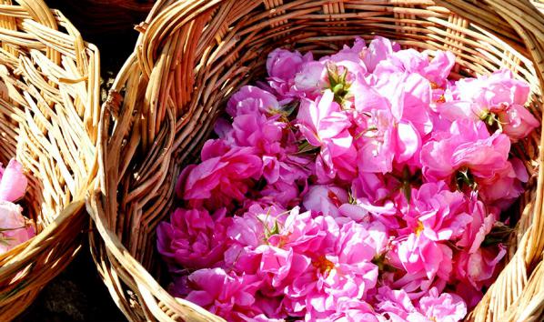 Organic Fresh Rose Petals Types	