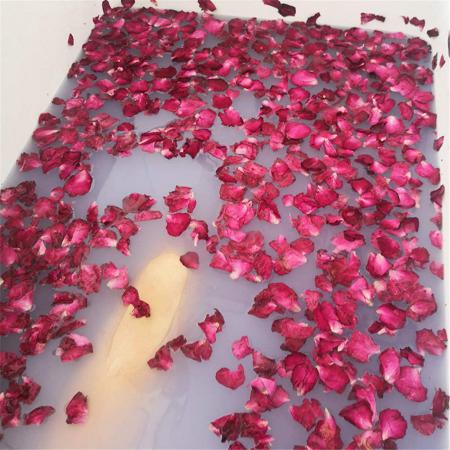 Pink Rose Petals Bulk Production	