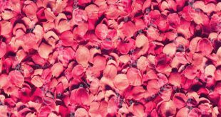 Are dried flowers biodegradable?