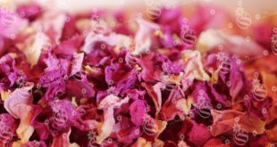 How long do real rose petals last?