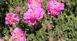 Demand and supply for damask rose plant at low price