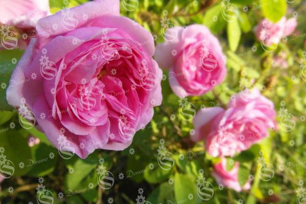 Focal suppliers of rose flower bud 