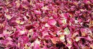 Real Dried Rose Petals Wholesale