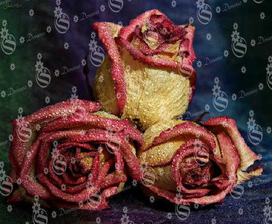 Leading suppliers of Dried roses