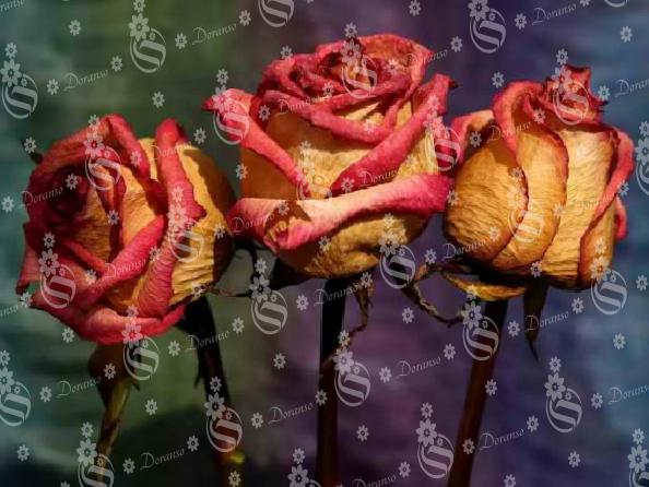 Dried roses for sale at rational prices