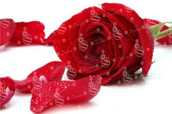 Certified Organic Rose Petals supplier distributor