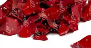 Buy wholesale fresh rose petals