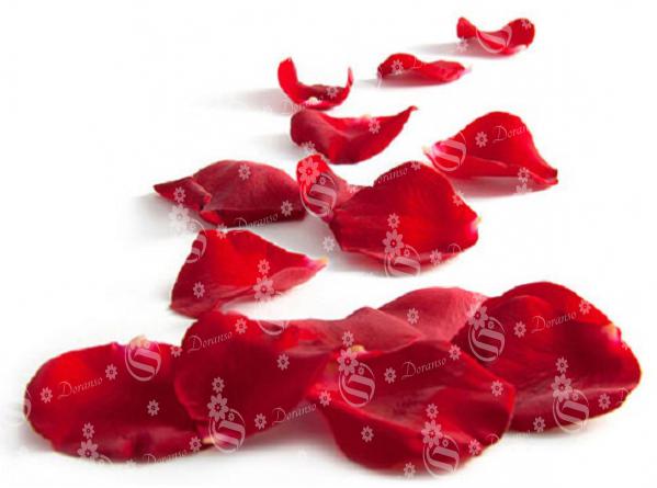 Where to provide fresh rose petals for sale?