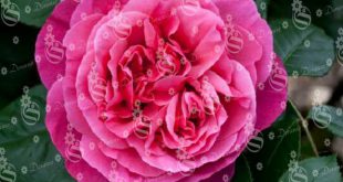 Damask rose plant for sale at rational price in the global market