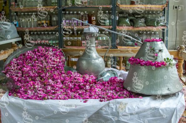 Major buyers and importers for pink dried baby rose buds