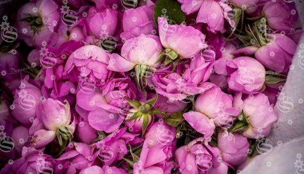 Pink Damask Rose Popularity in the Market