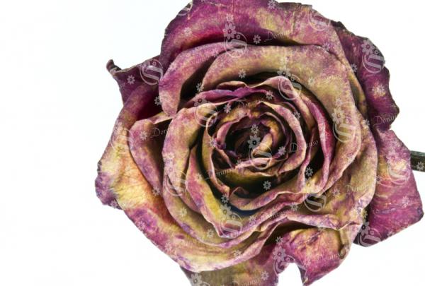 How do you preserve a bouquet of roses?