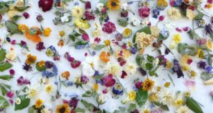 Buy dried flowers in bulk