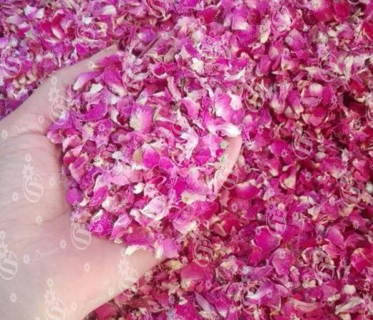 Pink Damask Rose Wholesale Market