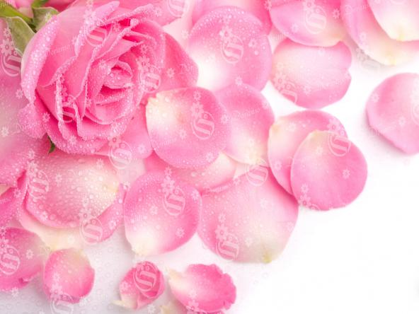 Find Cheap wholesale rose petals at store