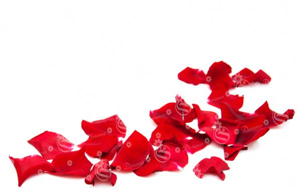 How long can rose petals last?