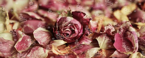 How do you dry roses to keep them forever?