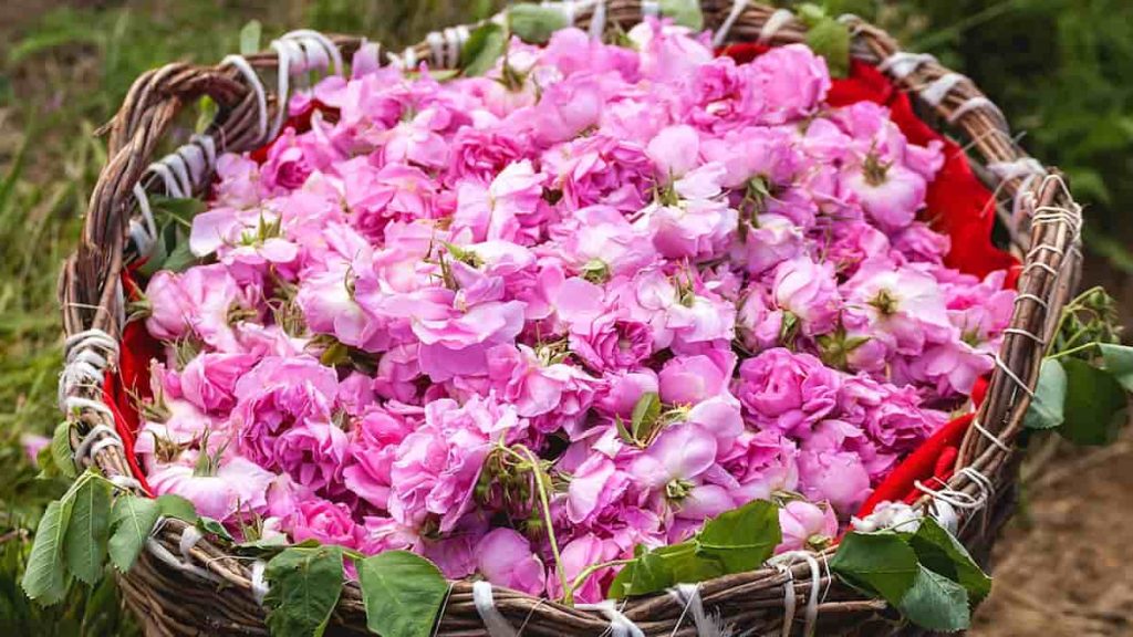 Find Cheap dried rose petals