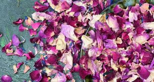 Wholesale Dried Pink Rose Petals