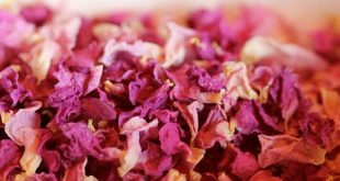 Best Dried Pink Rose Petals Production